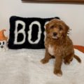 micro mini goldendoodle
