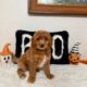 micro mini golden doodle puppy for sale