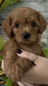 micro mini golden doodle puppies