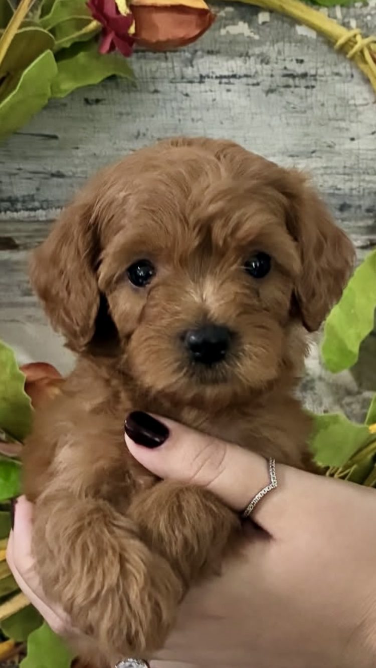Micro Mini Goldendoodle Puppies for Sale