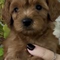 micro goldendoodle puppies