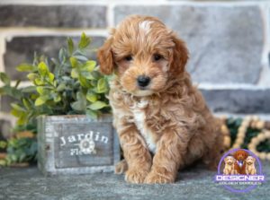 Mini Goldendoodle breeder florida