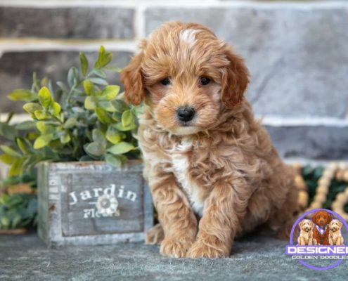 mini golden doodle breeders Mini goldendoodle puppies for sale