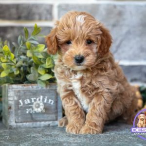 micro mini golden doodle puppies for sale