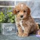 micro mini golden doodle puppies for sale