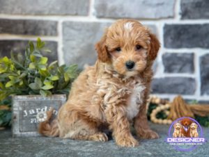 micro goldendoodle for sale