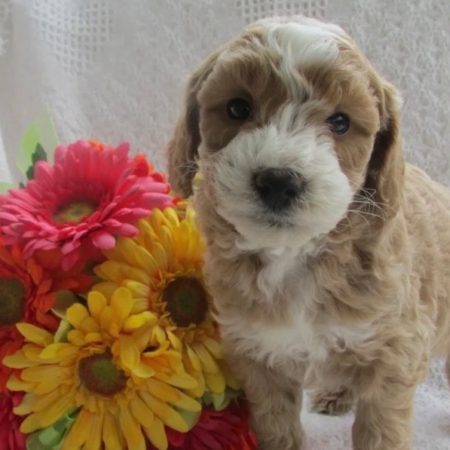 Micro Goldendoodle puppies for sale