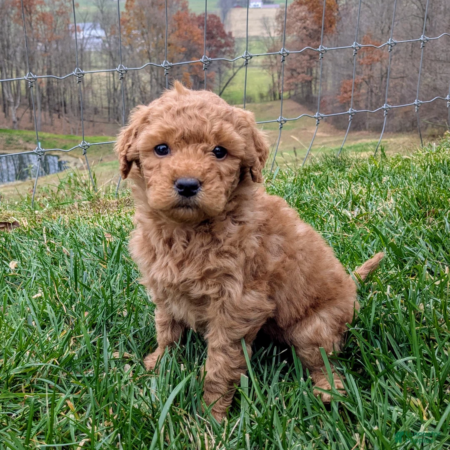 Mini Doodle Puppies for sale