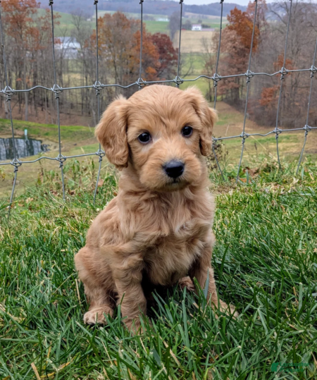 Mini Goldendoodle puppies for sale Florida