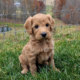Mini Goldendoodle puppies for sale Florida