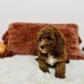 mini golden doodle puppies for sale