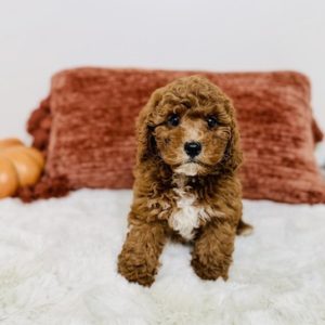 mini goldendoodle puppies