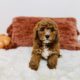 mini goldendoodle puppies