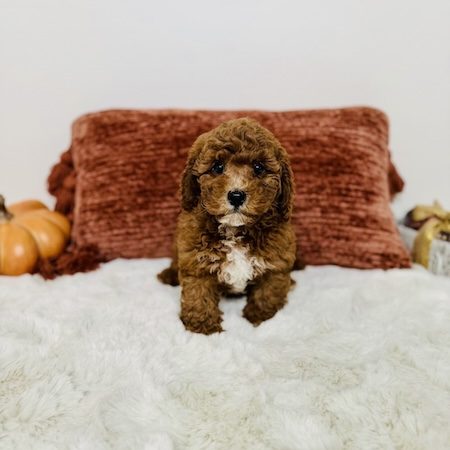 mini goldendoodle breeder florida mini goldendoodles for sale
