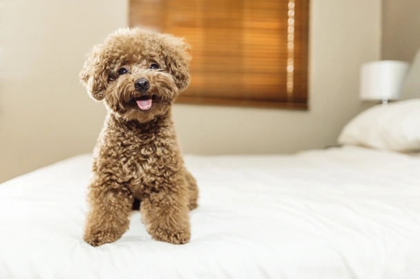 AKC toy poodle puppy