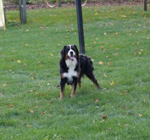 Mini Bernedoodles for sale