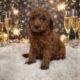 Micro Goldendoodle for sale