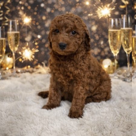 Micro Goldendoodle for sale