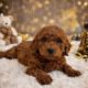 Micro mini goldendoodle for sale