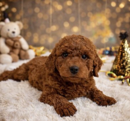 Micro mini goldendoodle for sale