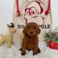 red micro mini goldendoodle puppies