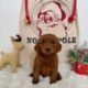 red micro mini goldendoodle puppies