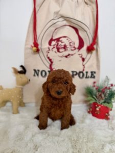 micro mini goldendoodles for sale