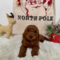 mini golden doodles for sale