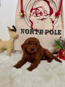 micro goldendoodle breeders