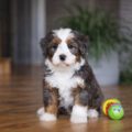 best mini bernedoodle breeders
