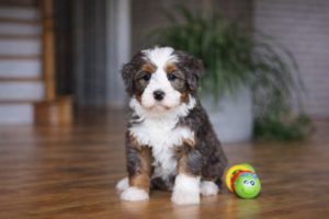 best mini bernedoodle breeders