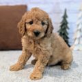 best place to buy a mini goldendoodle