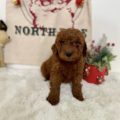 micro mini goldendoodles nearby
