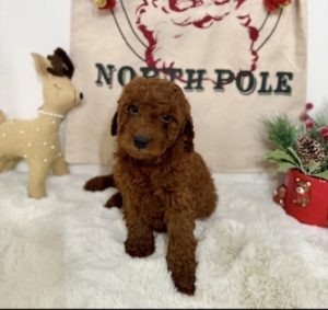 micro mini goldendoodles nearby