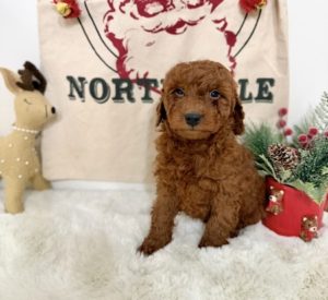 Frenchie puppies nearby