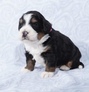 mini bernedoodle puppies for sale