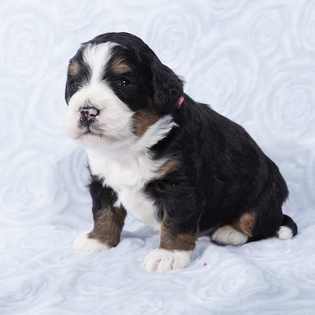 mini bernedoodle puppies for sale