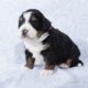 mini bernedoodle puppies for sale