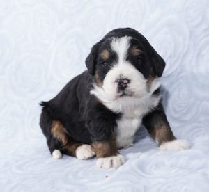 mini bernedoodle breeders nearby