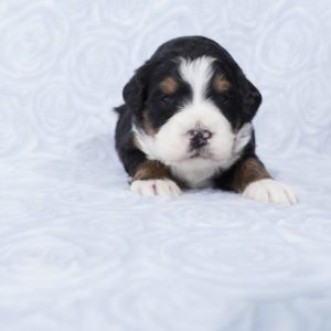 Mini bernedoodle breeders