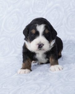 mini bernedoodle breeder