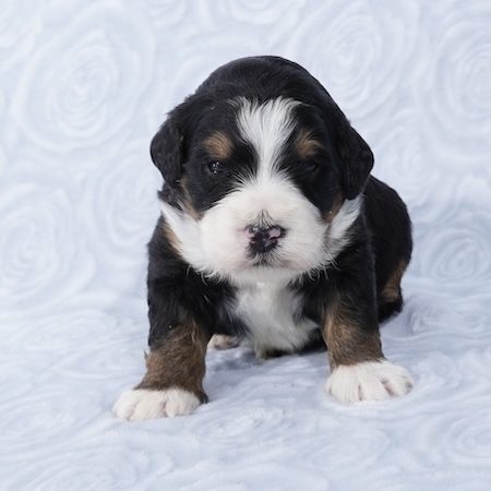 mini bernedoodle puppies for sale