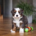 mini bernedoodle puppies