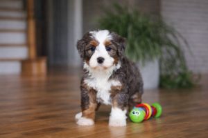 mini bernedoodle puppies
