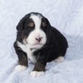 mini bernedoodle puppies
