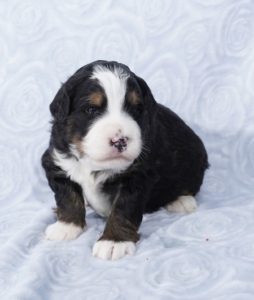 mini bernedoodle puppies