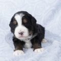 mini bernedoodles for sale