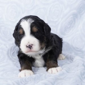 mini bernedoodles for sale