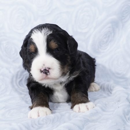 mini bernedoodles for sale