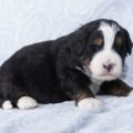 mini bernedoodle breeder